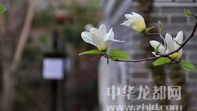 淮陽蓮舍，多了一份味道