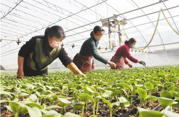 扶溝：全力確?！安嘶@子”種苗供應